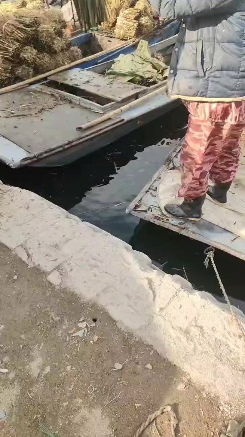 精品芦苇苗