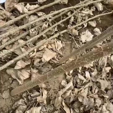 杨树苗107