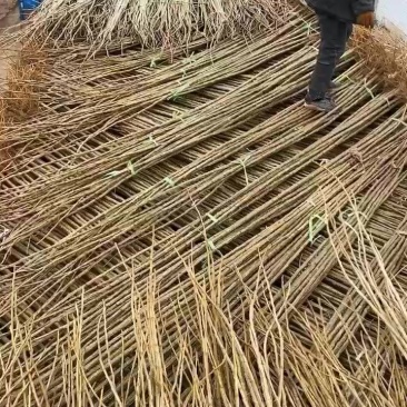 107杨树苗