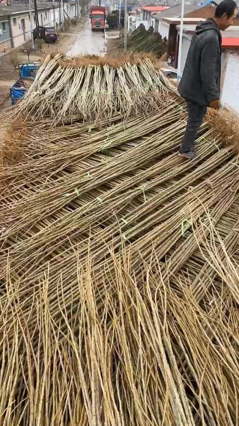 107杨树苗