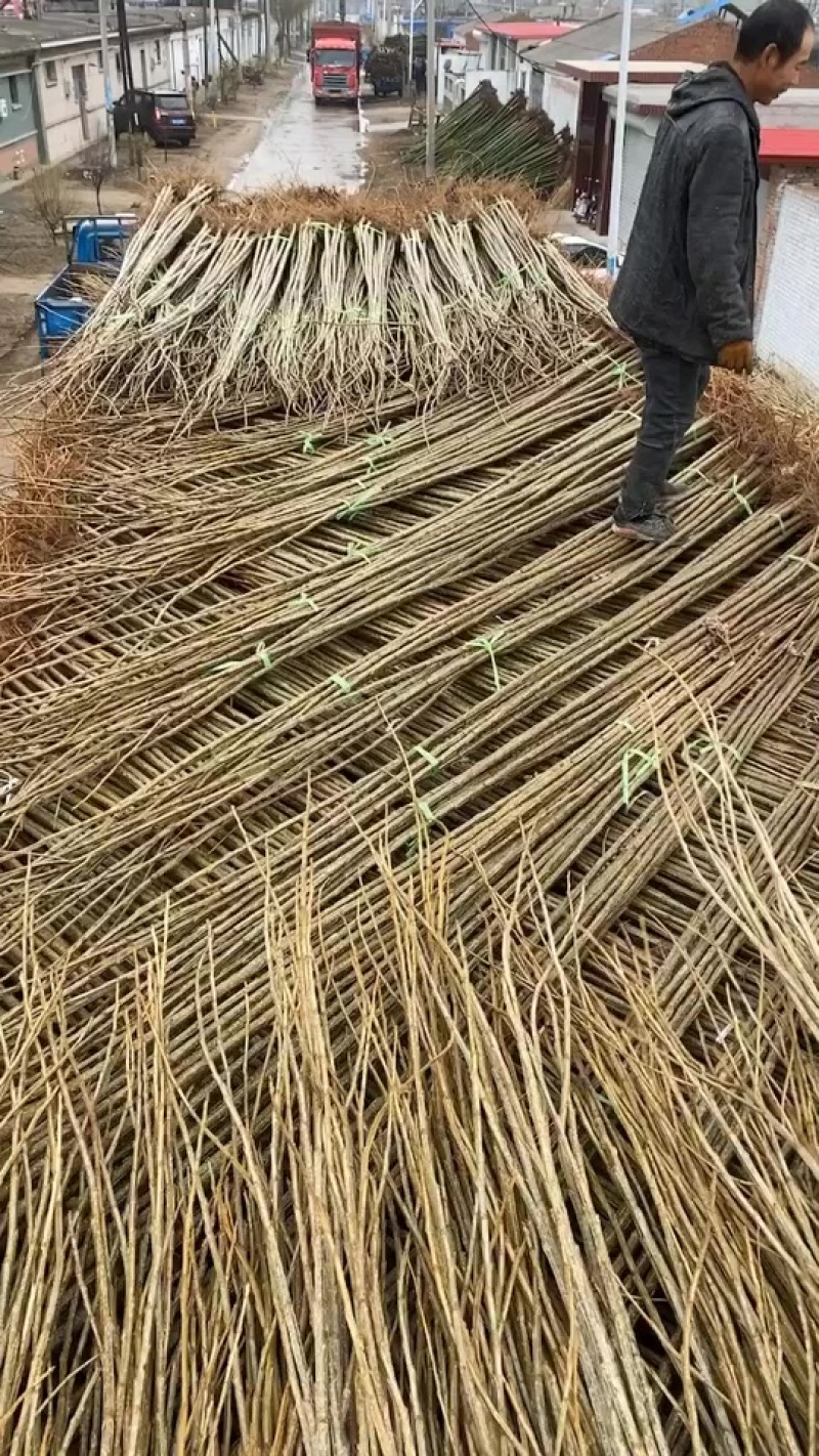 107杨树苗