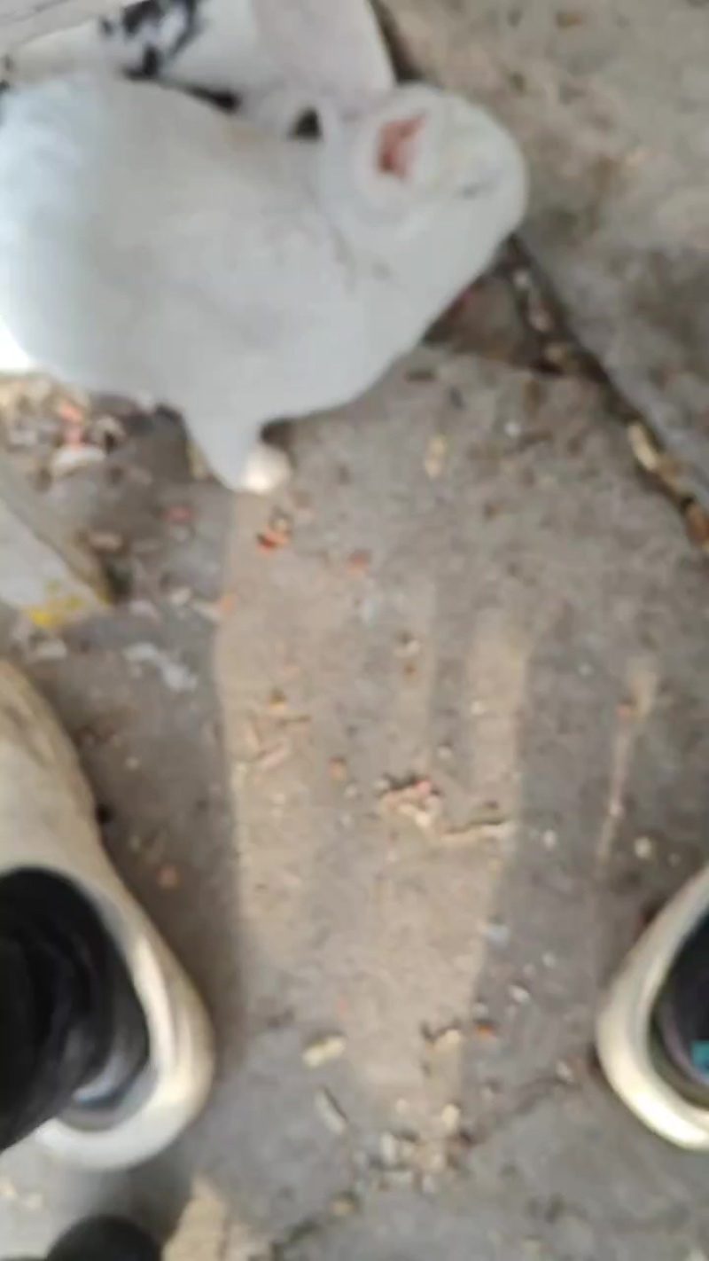 家养肉兔