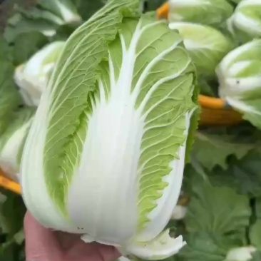 云南精品黄心白菜