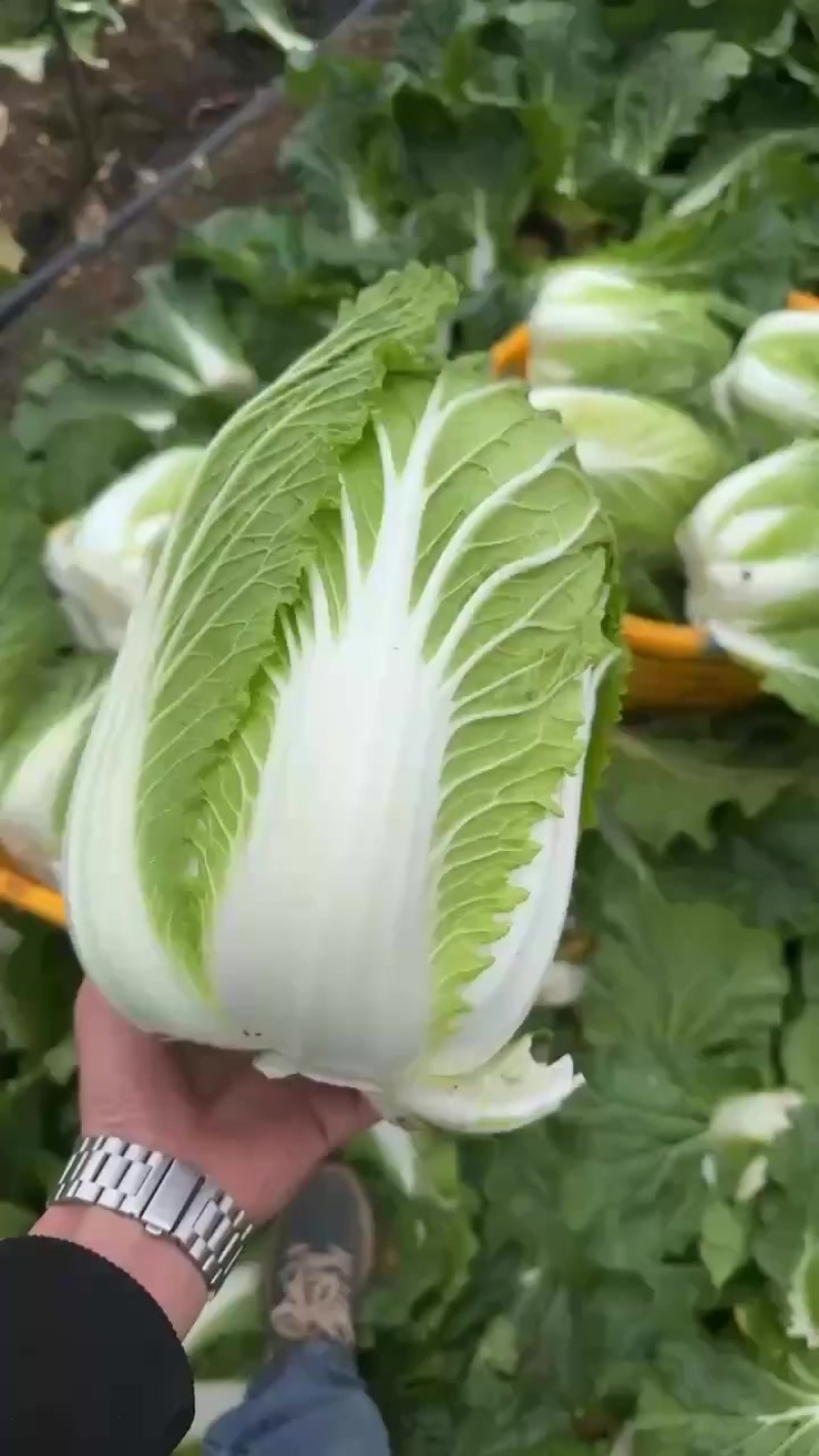 云南精品黄心白菜