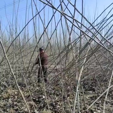 杨树苗
