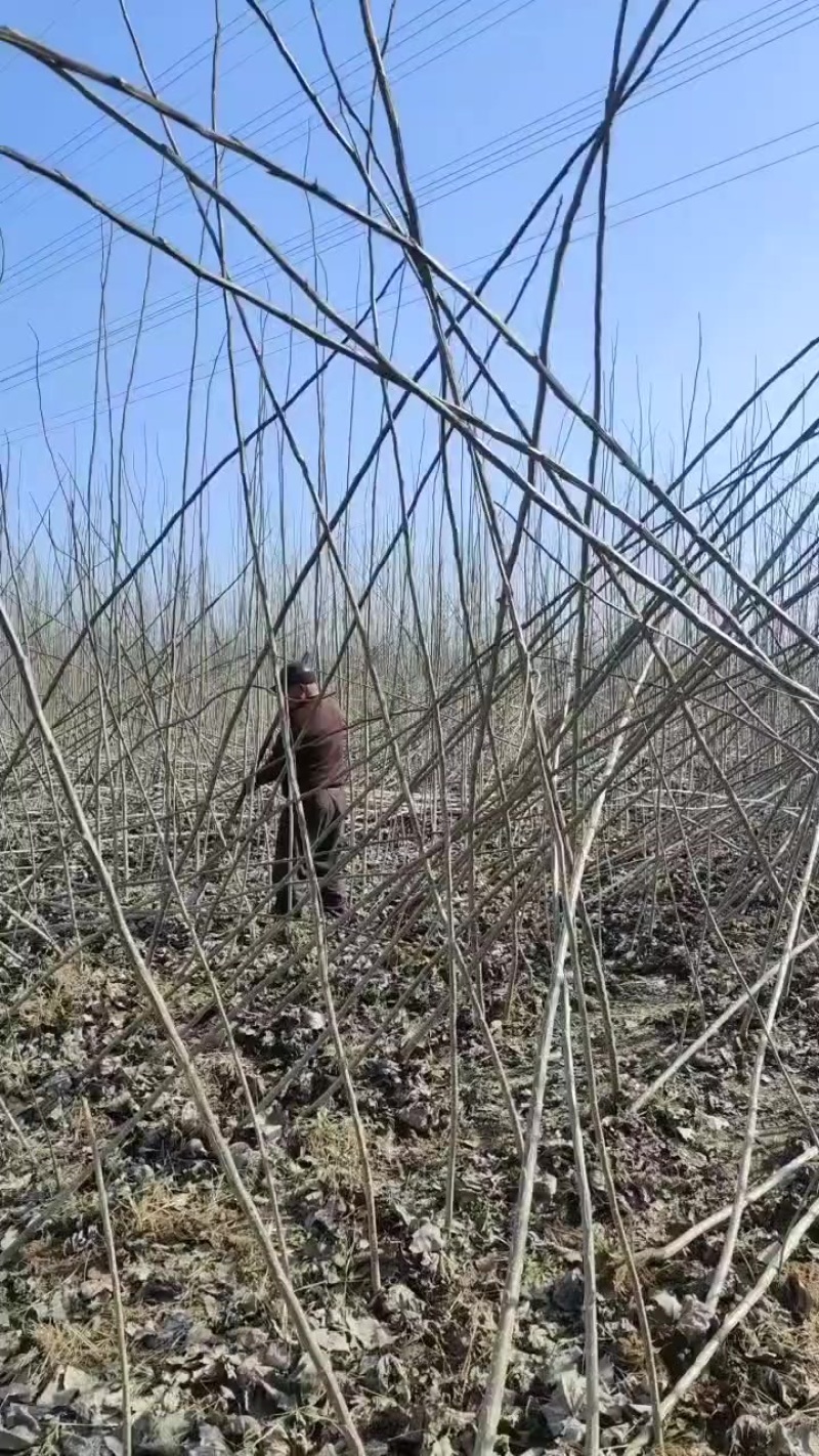 杨树苗