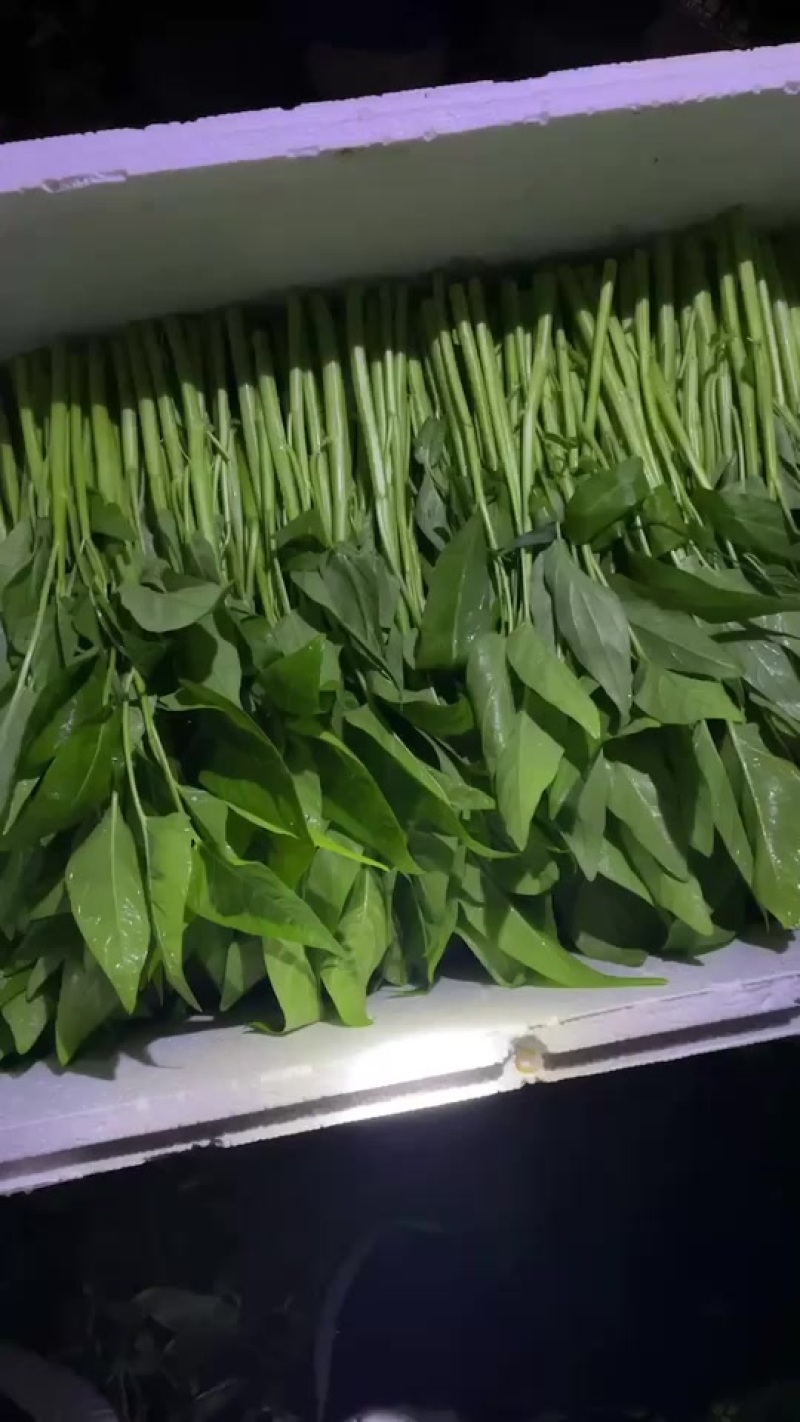 空心菜