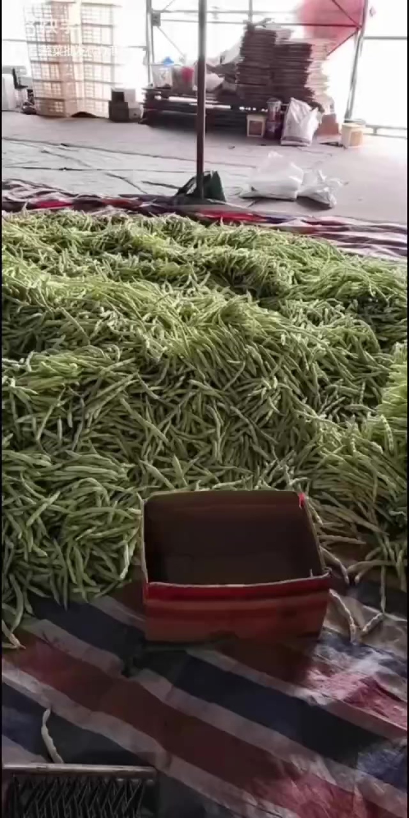 3.7号大量精品芸豆上市