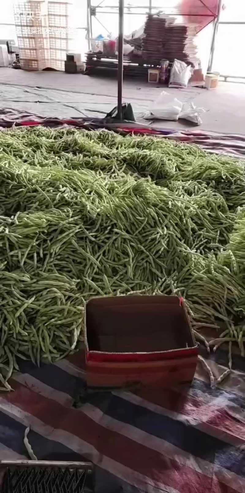 3.7号大量精品芸豆上市