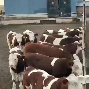 西门塔尔三代，小公牛