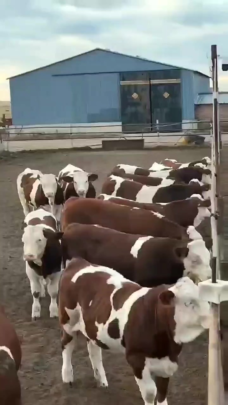 西门塔尔三代，小公牛