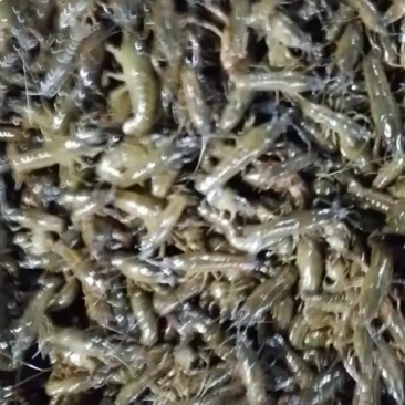 湖北优质青虾苗，小龙虾苗，优质虾苗，源头基地直供。