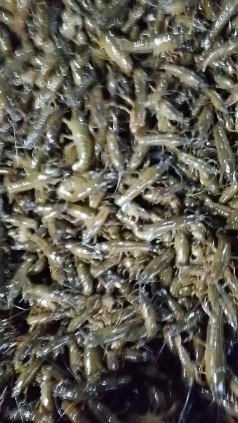湖北优质青虾苗，小龙虾苗，优质虾苗，源头基地直供。