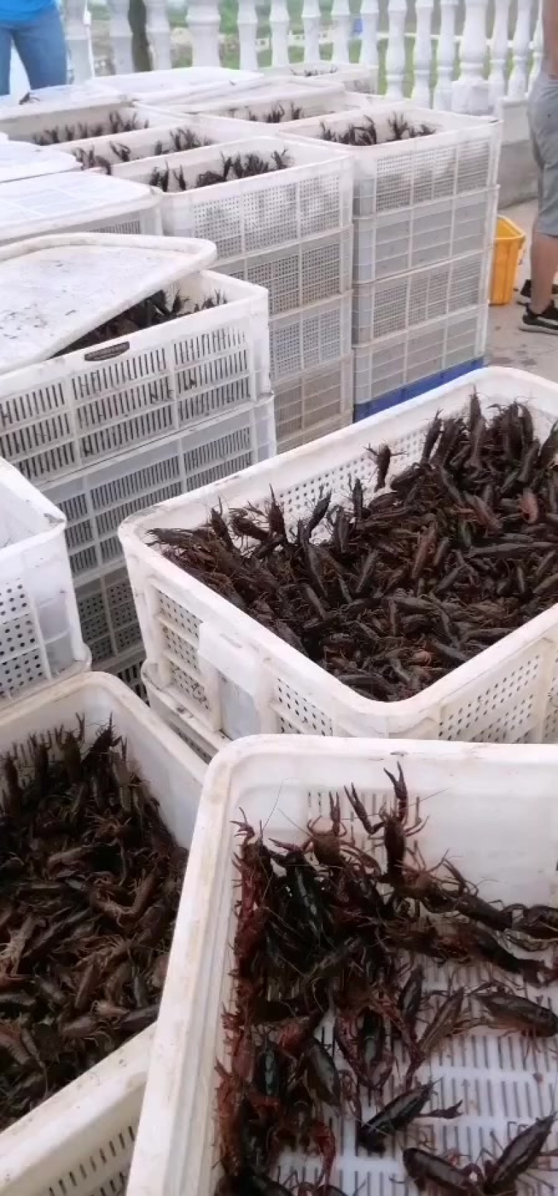 湖北优质青虾苗，小龙虾苗，优质虾苗，源头基地直供。