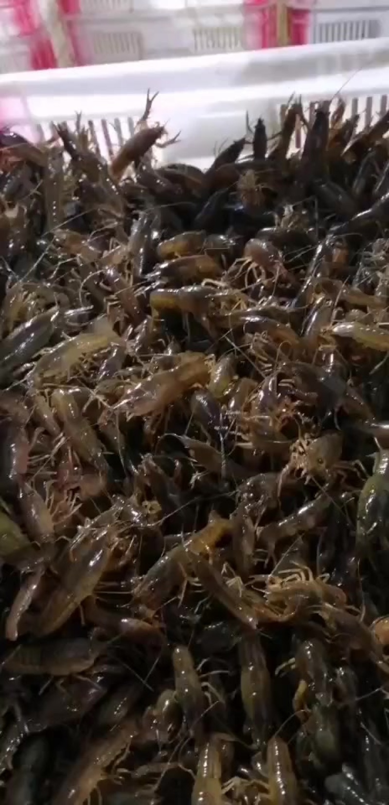 湖北优质青虾苗，小龙虾苗，优质虾苗，源头基地直供。