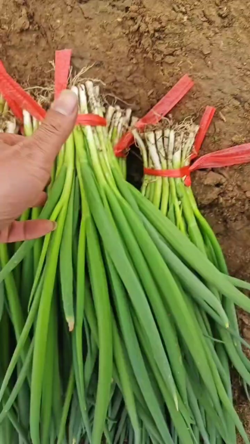 小葱