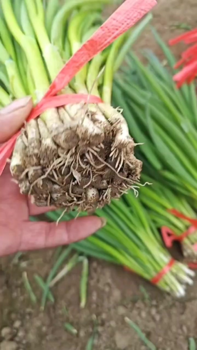 小葱