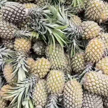 香水箥萝