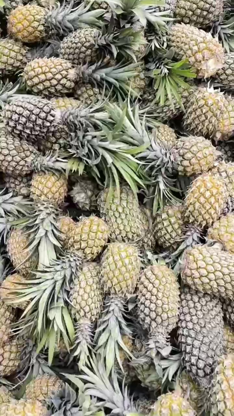 香水箥萝
