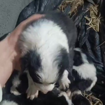 边牧幼犬批发