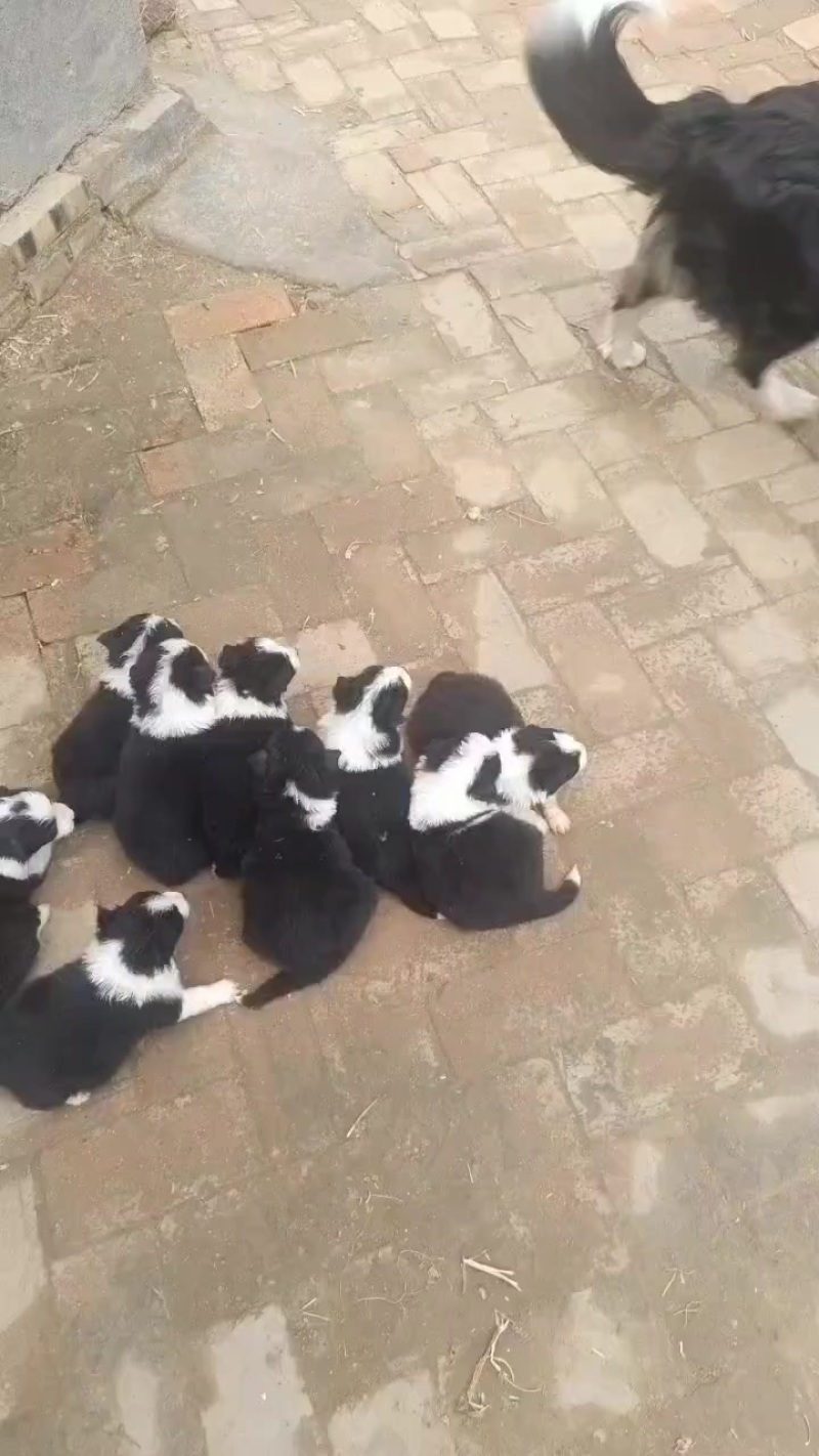 边牧幼犬批发