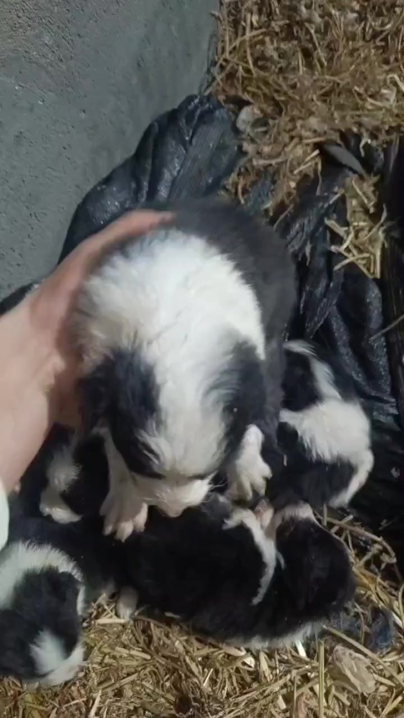 边牧幼犬批发