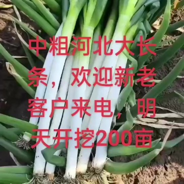 中粗河北大长白葱
