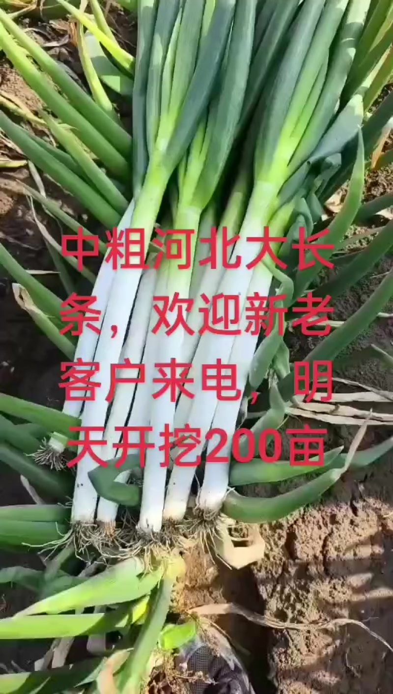 中粗河北大长白葱