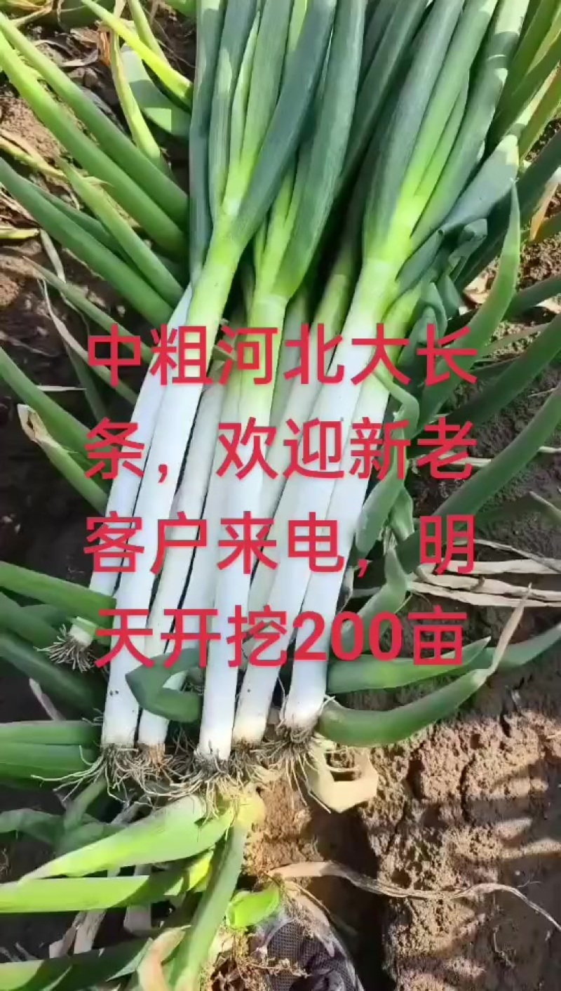 中粗河北大长白葱