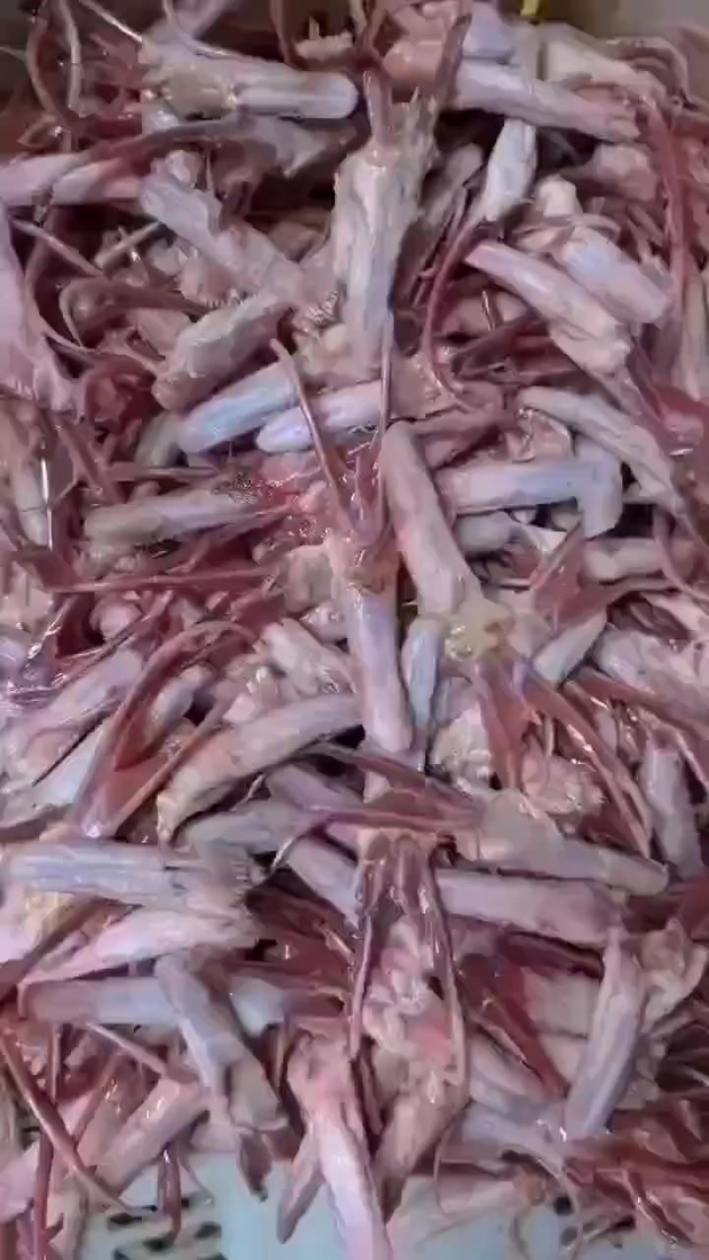 鹅舌