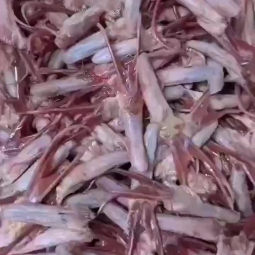 鹅舌