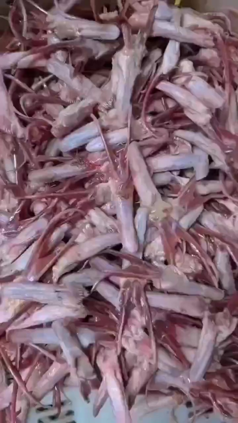 鹅舌