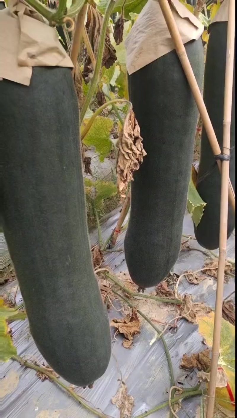 冬瓜