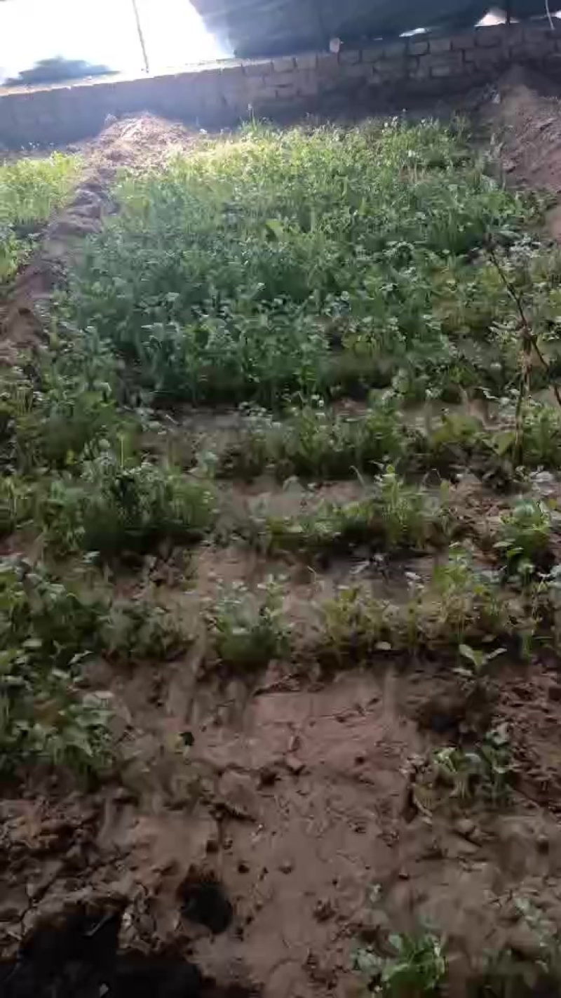 豌豆尖