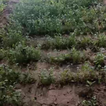 豌豆尖
