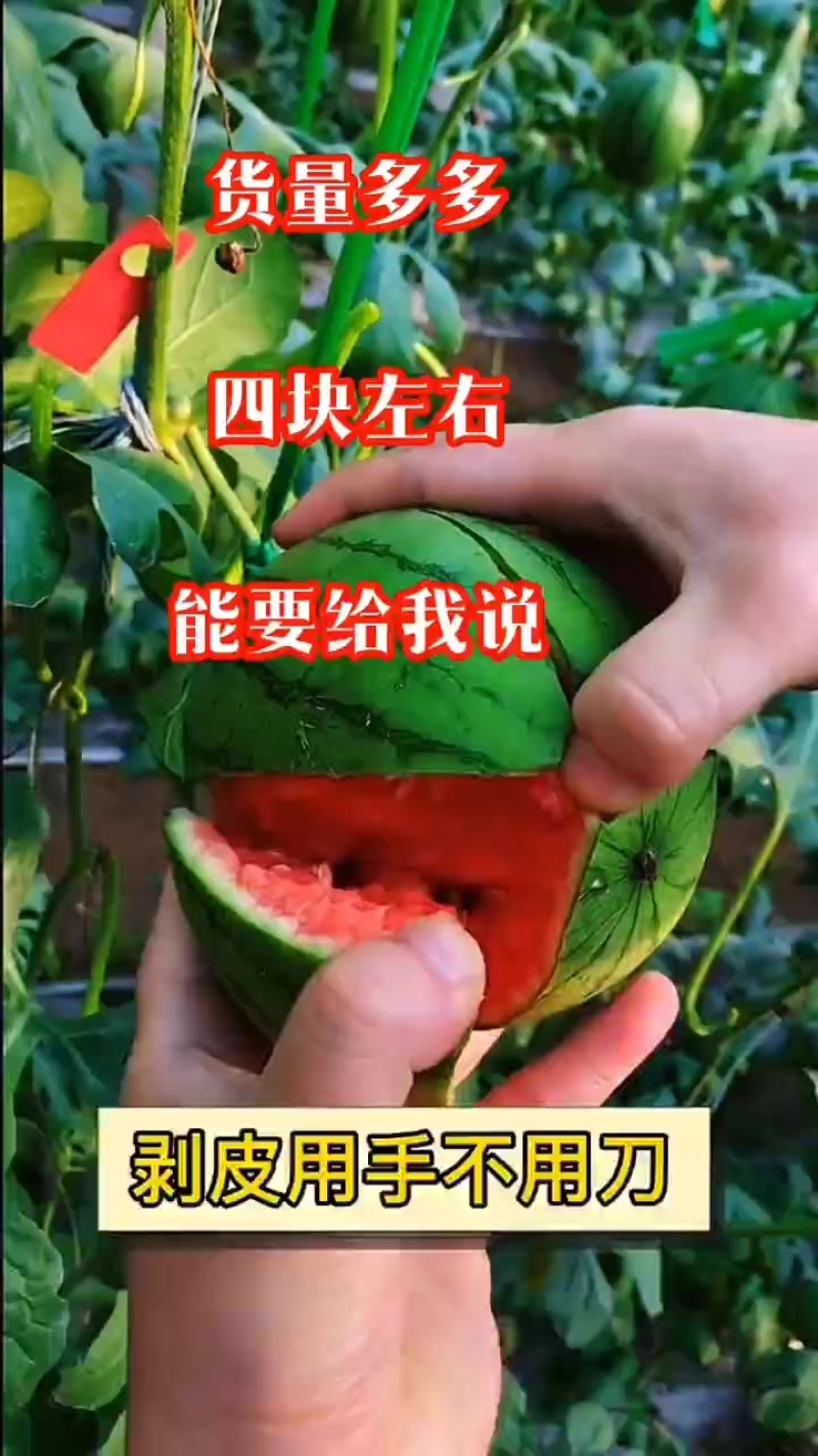 2K西瓜