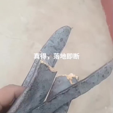 皂角6元/斤