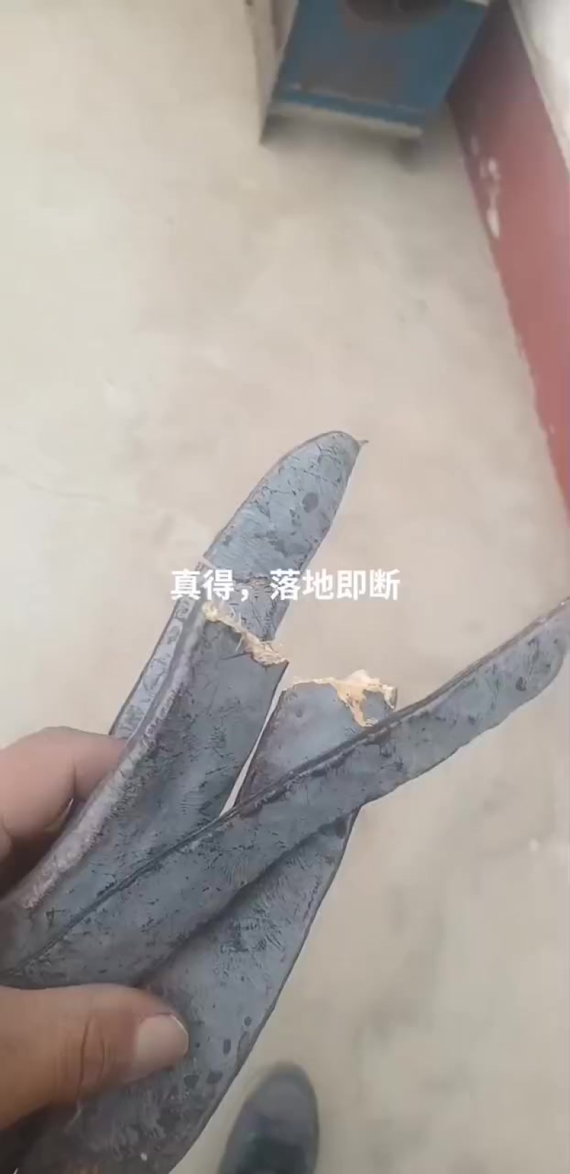 皂角6元/斤