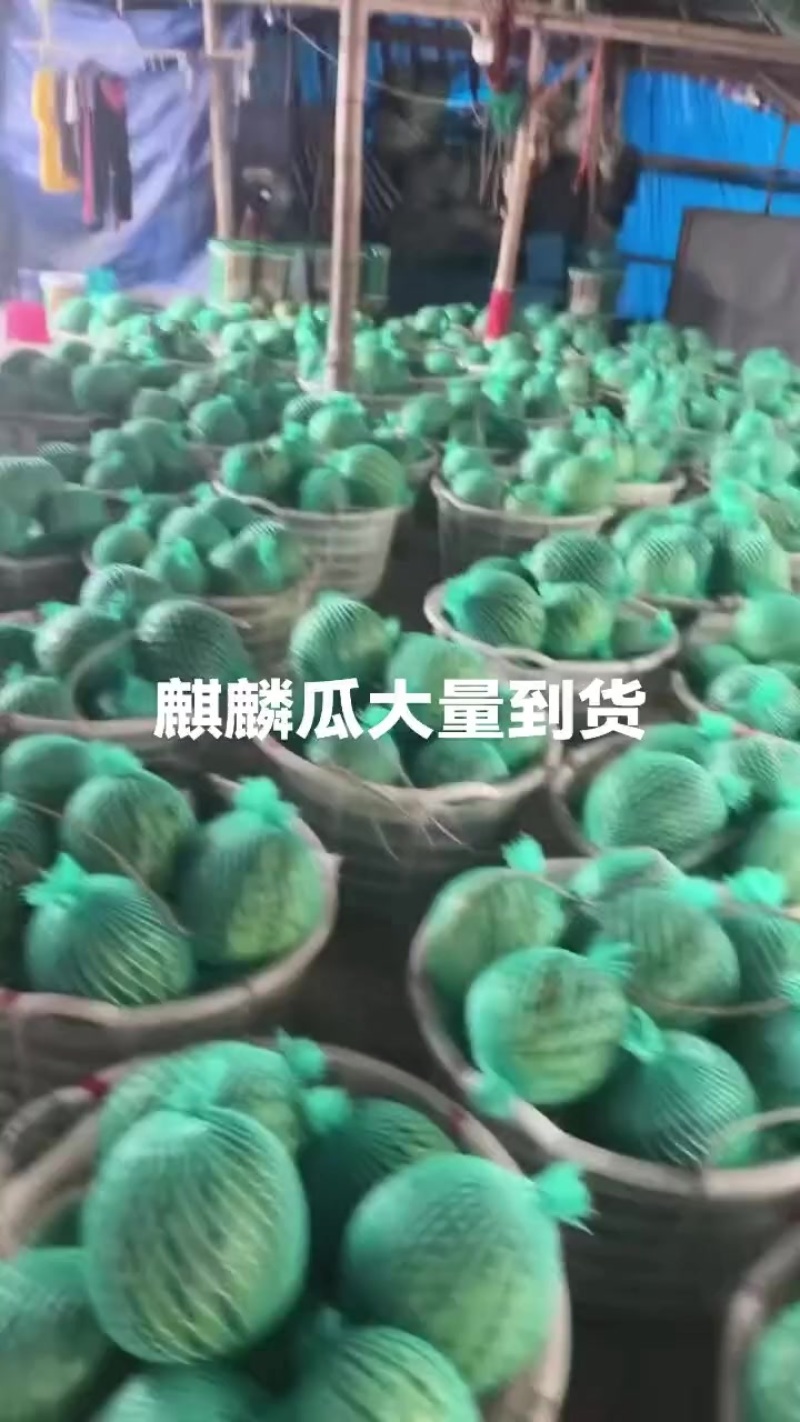 麒麟瓜