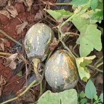 香芋南瓜