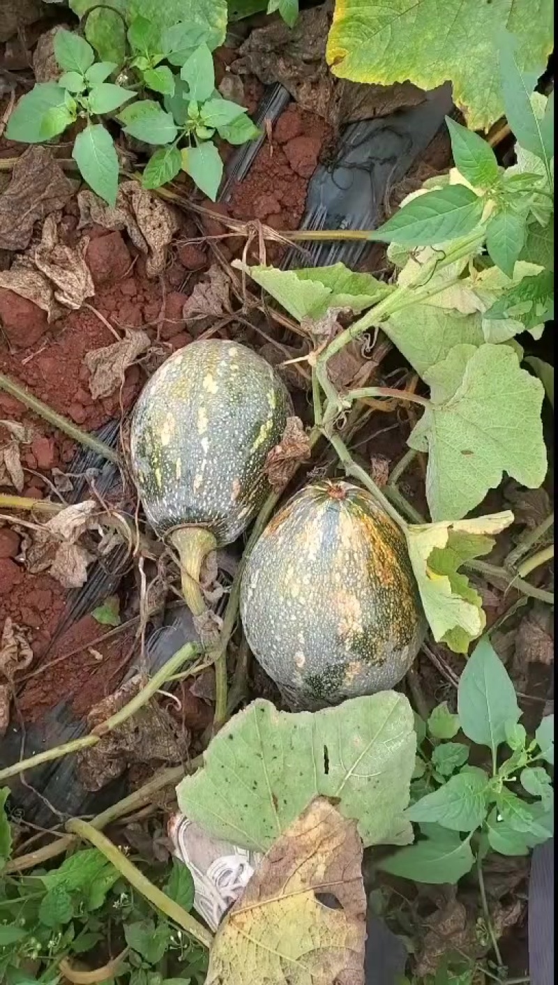 香芋南瓜