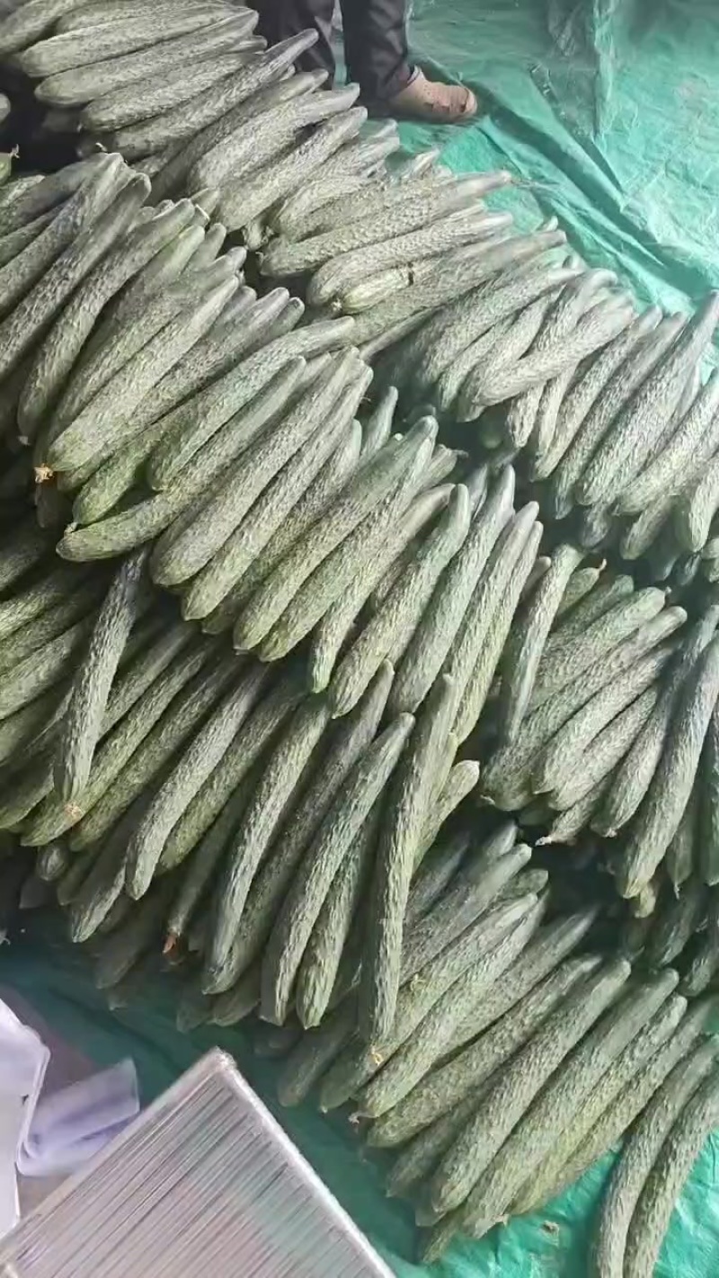 青瓜