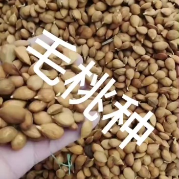 出售毛桃种