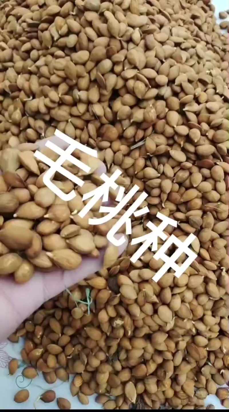 出售毛桃种