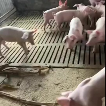 精品三元育肥猪