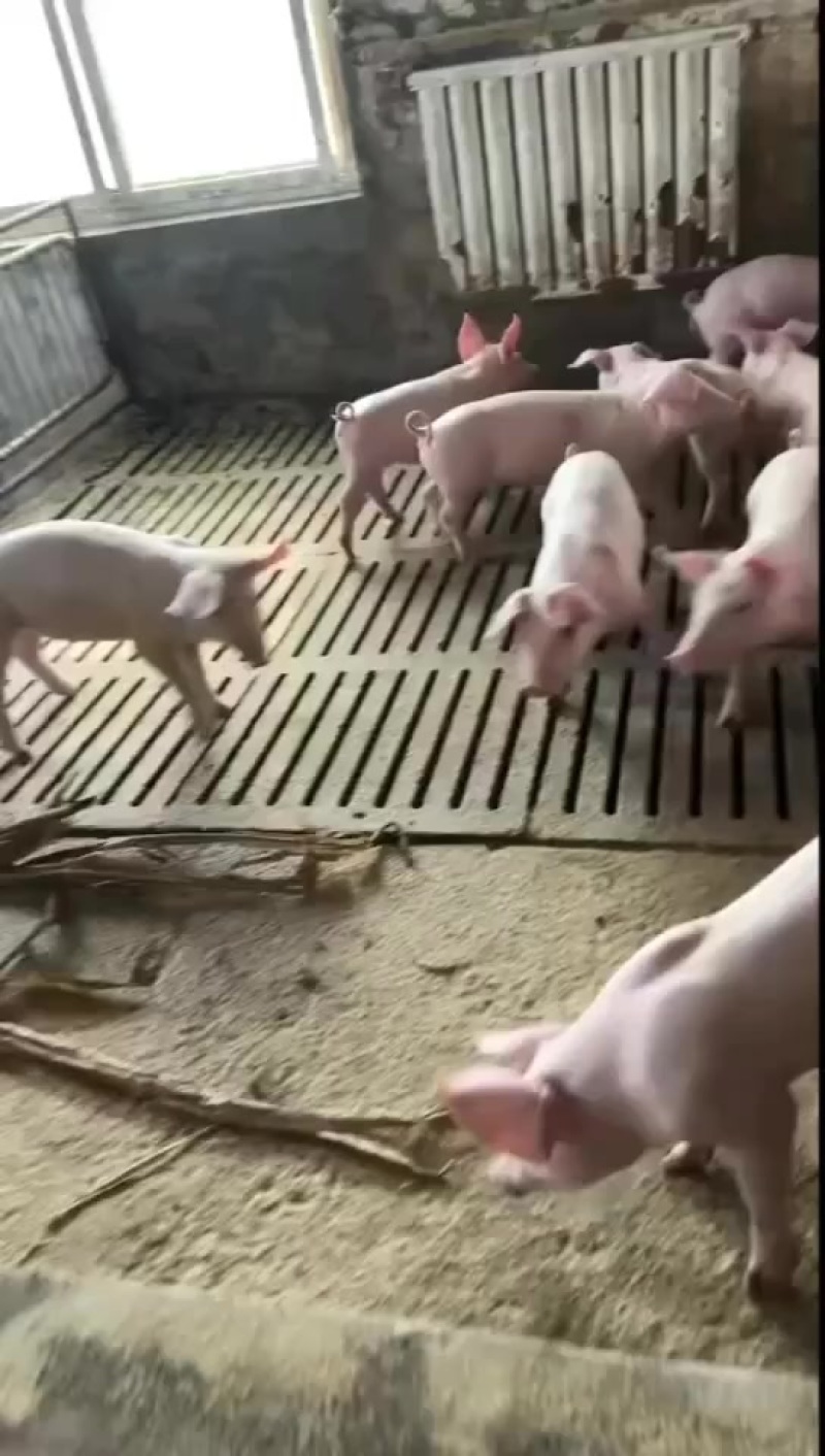 精品三元育肥猪