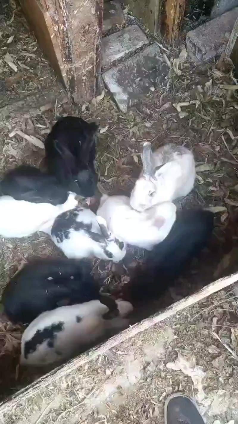 兔子