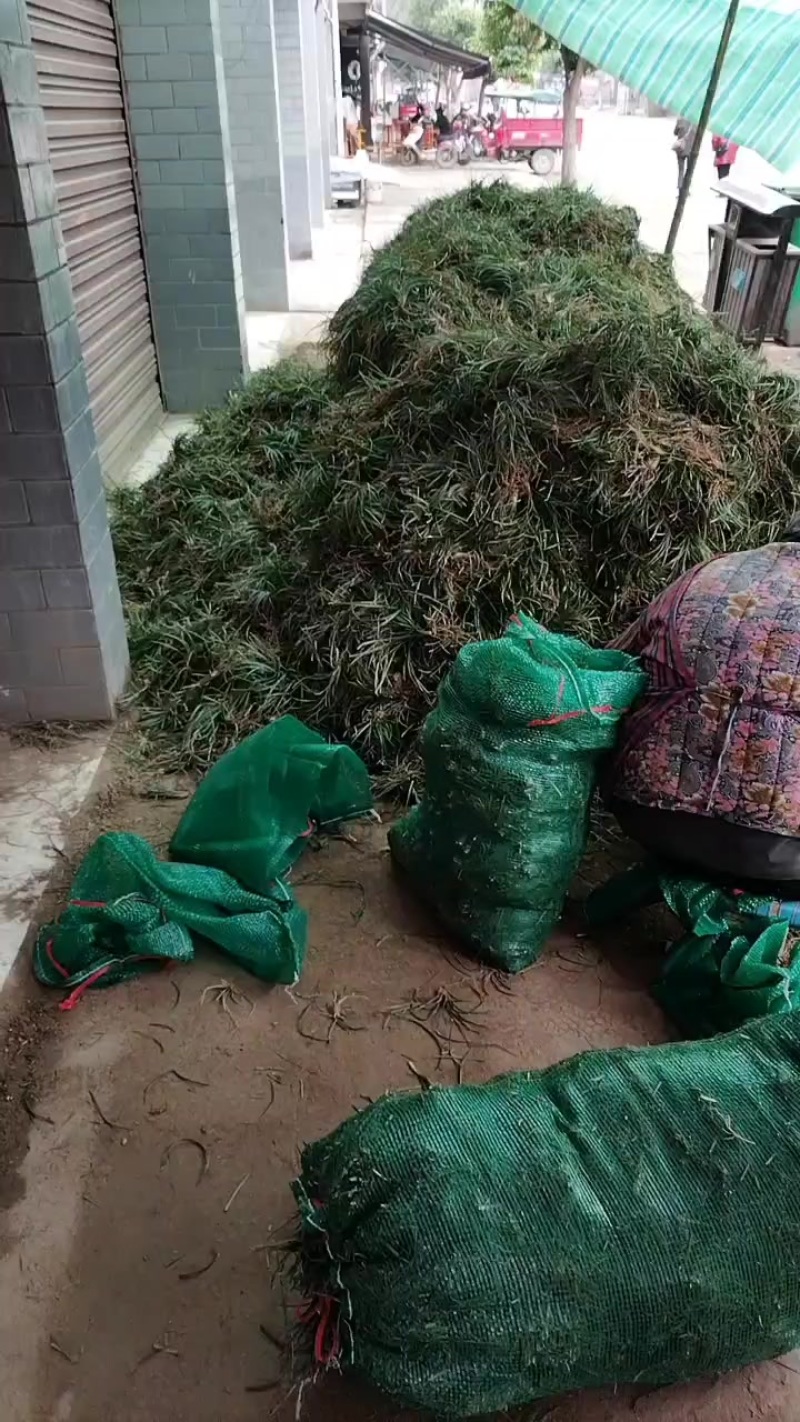 麦冬各种苗子批发