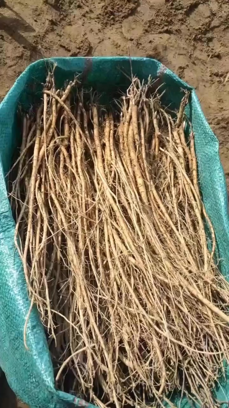 一号红芪苗，有需要请联系