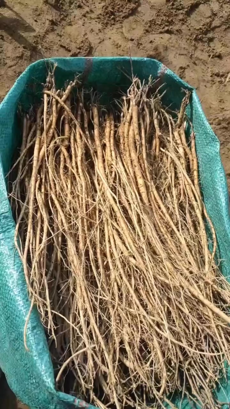 一号红芪苗，有需要请联系